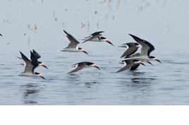 NEW Open Standards Course at the USFWS National Conservation Training Center