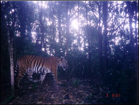 To protect or neglect? Design, monitoring, and evaluation of a law enforcement strategy to recover small populations of wild tigers and their prey