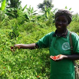 Conservation Enterprises: Using a Theory of Change Approach to Examine Evidence for Biodiversity Conservation