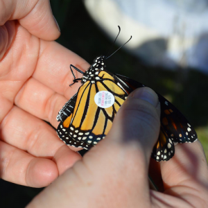 Designing Monitoring and Evaluation Approaches: An FOS How-To Guide