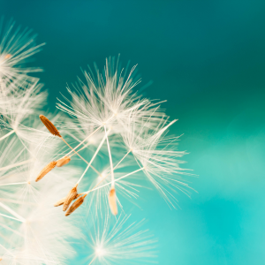 Blueprints for Key Conservation Strategies