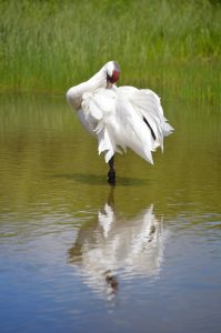 Earth Day’s 50th Anniversary – Celebrating Conservation Standards Courses at UW-Madison’s Nelson Institute