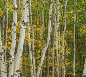 Planning for Conservation: A Conservation Standards How-To Guide