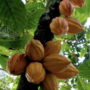 Jurisdictional sourcing: Leveraging commodity supply chains to reduce tropical deforestation at scale