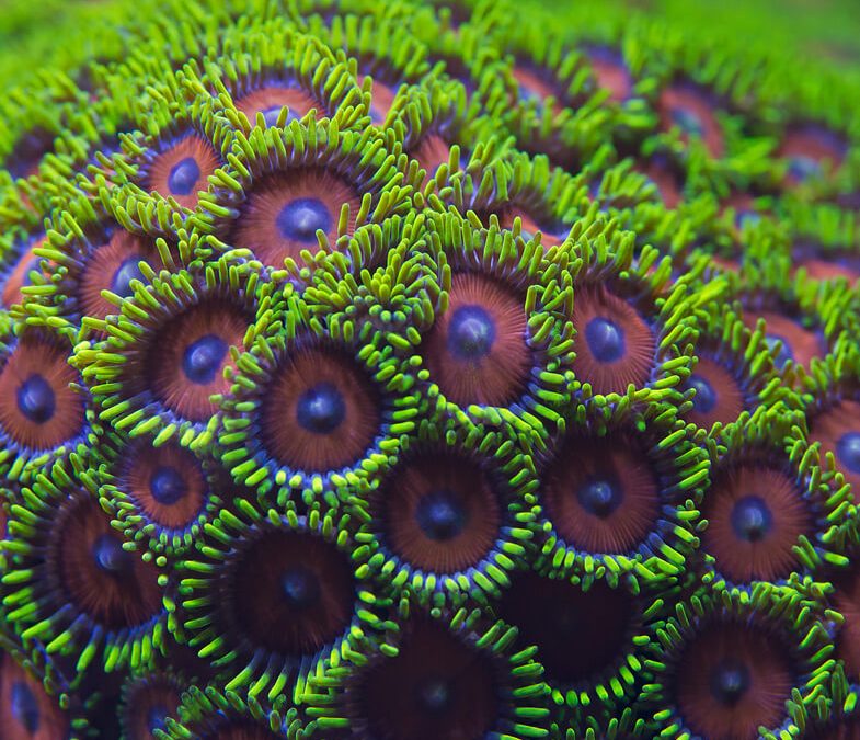 Taking Conservation to Scale: a Learning Network