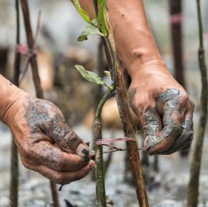 Evidence-based learning to improve conservation impact