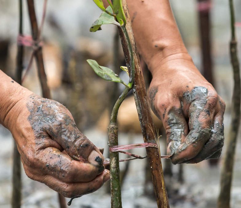 Evidence-based learning to improve conservation impact