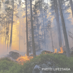 Prescribed burning in the taiga: A collaborative learning approach